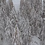 Downloadable Clips, Ice, Tree, Snow, Crystal, Forest