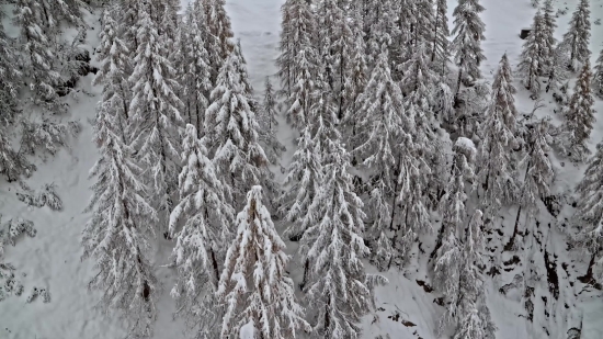 Downloadable Clips, Ice, Tree, Snow, Crystal, Forest