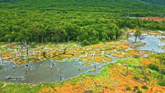 Dragon Ball Clips, Landscape, Tree, Plant, Agriculture, Rural