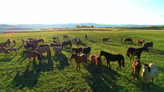 Drawing Stock Video, Ranch, Farm, Grass, Cow, Field