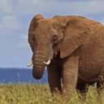 Dreamstime Download, Elephant, Mammal, Safari, Wildlife, Wild