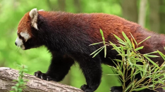 Drone Shot Video Free Download, Lesser Panda, Mammal, Wildlife, Wild, Animals