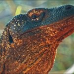 Drone Video Free Download, Lizard, Chameleon, Frilled Lizard, Reptile, Wildlife