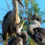 Dust Effect Png Video, Wading Bird, Bird, Aquatic Bird, Beak, Ibis