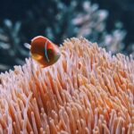 Dust Footage Free, Anemone Fish, Underwater, Coral, Sea, Reef