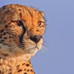 Earth Video Clip Free Download, Cheetah, Big Cat, Feline, Cat, Wildlife