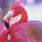 Easy Worship Video Background, Flamingo, Wading Bird, Aquatic Bird, Bird, Beak