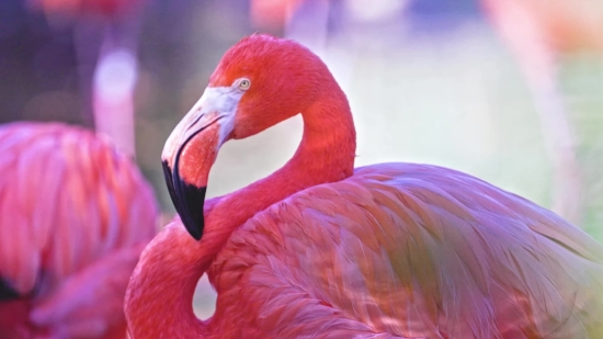 Easy Worship Video Background, Flamingo, Wading Bird, Aquatic Bird, Bird, Beak