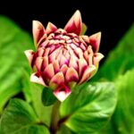 Edit Stock Footage, Flower, Pink, Plant, Shrub, Blossom