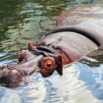 Editing Background Video Download, Hippopotamus, Ungulate, Mammal, Water, Wildlife