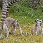 Edius Background Video Free Download, Lemur, Primate, Mammal, Wildlife, Wild