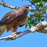 Education Stock Video, Kite, Hawk, Bird, Wildlife, Beak