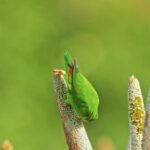 Effect Kinemaster Background Download Video, Leafhopper, Insect, Arthropod, Frog, Eye