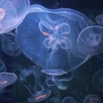 Electricity Stock Video, Jellyfish, Invertebrate, Animal, Fractal, Light