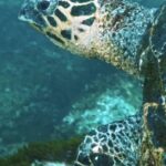 Encanto Clips, Loggerhead, Sea Turtle, Turtle, Underwater, Sea