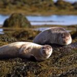 Encanto Movie Clips, Sea Lion, Eared Seal, Seal, Sea, Water