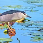 Environment Stock Video, Bird, Aquatic Bird, Goose, Wildlife, Waterfowl