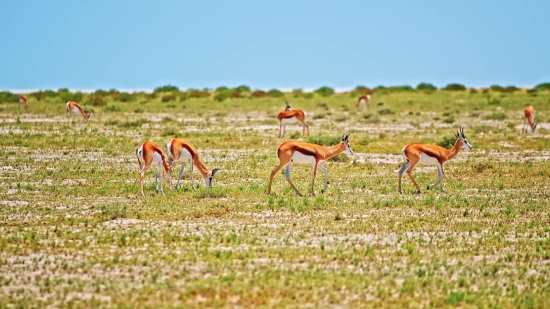 Evening Sky Video Download, Gazelle, Impala, Antelope, Ruminant, Wildlife