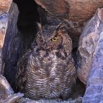 Eye Close Up Stock Footage, Bird, Wild, Wildlife, Nestling, Predator