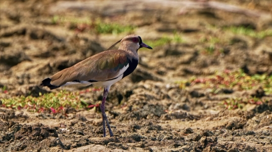 Eye Stock Video, Bird, Nightingale, Wildlife, Thrush, Wild