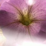 Face Stock Video, Petunia, Flower, Angiosperm, Spermatophyte, Vascular Plant