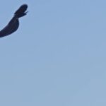 Facebook Clip Converter, Vulture, Bird, Sky, Flying, Fly