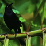 Facebook Mp4 Download, Magpie, Bird, Wildlife, Beak, Feather