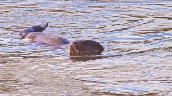 Facebook Reels Video Download In Gallery, Beaver, Rodent, Mammal, Water, Sea