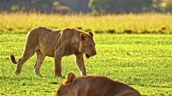 Fact Video Clips No Copyright, Lion, Predator, Feline, Mammal, Wildlife