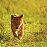 Factory Stock Video, Lion, Predator, Feline, Wildlife, Safari