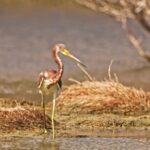 Facts Video Clip No Copyright, Wading Bird, Bird, Heron, Aquatic Bird, Wildlife