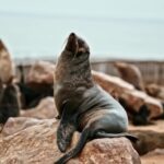 Family Free Stock Video, Sea Lion, Eared Seal, Seal, Wildlife, Aquatic Mammal