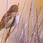 Family Stocks Videos, Finch, Bird, Sparrow, House Finch, Beak