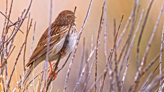 Family Stocks Videos, Finch, Bird, Sparrow, House Finch, Beak