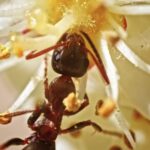 Fast Food Video Clip Free Download, Arthropod, Insect, Ant, Invertebrate, Food