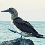 Fast Moving Clouds Background Video, Seabird, Bird, Auk, Aquatic Bird, Wildlife