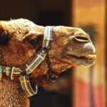 Fb Reels Video Download, Camel, Ungulate, Mammal, Head, Desert