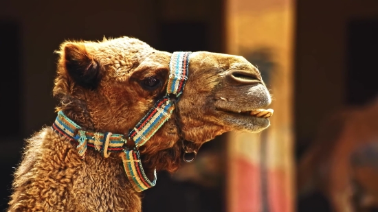 Fb Reels Video Download, Camel, Ungulate, Mammal, Head, Desert