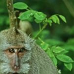 Fbdownload Io, Monkey, Primate, Macaque, Wildlife, Wild