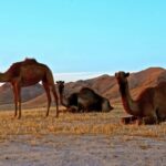 Fee Free Video Download, Camel, Ungulate, Desert, Mammal, Sand