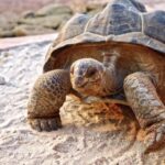 Ff Green Screen Video Download, Turtle, Sea Turtle, Loggerhead, Reptile, Slow