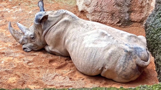 Ff Video Clip Download, Rhinoceros, Odd-toed Ungulate, Ungulate, Mammal, Placental