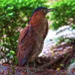 Fifa Clip, Bird, Wildlife, Beak, Bittern, Wren