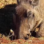 Film Reel Stock Footage Free, Warthog, Swine, Ungulate, Mammal, Wildlife