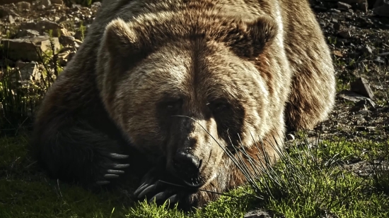 Film Stock Footage, Brown Bear, Bear, Mammal, Wild, Wildlife