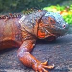 Find Movie Clips, Common Iguana, Lizard, Reptile, Wildlife, Iguana