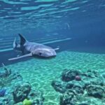 Find Youtube Video Background Music, Shark, Fish, Hammerhead, Underwater, Sea