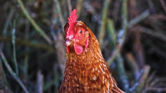 Fire Background Video Download, Cock, Hen, Bird, Animal, Chicken