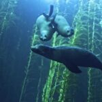 Fire Background Video Free Download, Sea Lion, Fish, Sea, Eared Seal, Water