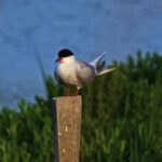 Fire Effect Background Video Download, Bird, Wildlife, Dove, Beak, Feather